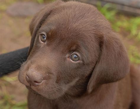 Chocolate Labrador Retriever Puppy Photograph by Linda Arndt | Pixels