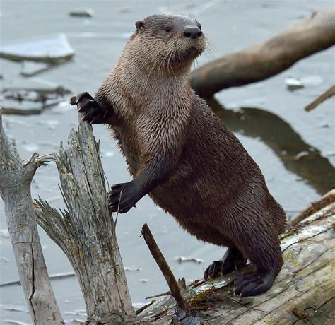 Wildewood Wonders: American river otter sightings in Wildewood ponds (and a few facts)