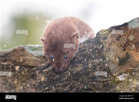 Stoat weasel rodent mammal ermine wild watching head teeth vermine hi-res stock photography and ...