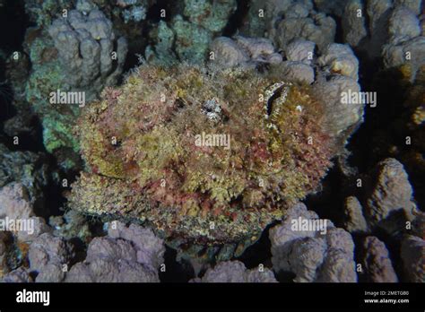 Reef stonefish (Synanceia verrucosa) with open mouth. Dive site Shaab Mahmoud, Sinai, Egypt, Red ...