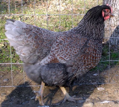 Blue Laced Barnevelder hen | Fancy chickens, Beautiful chickens, Barnevelder chicken