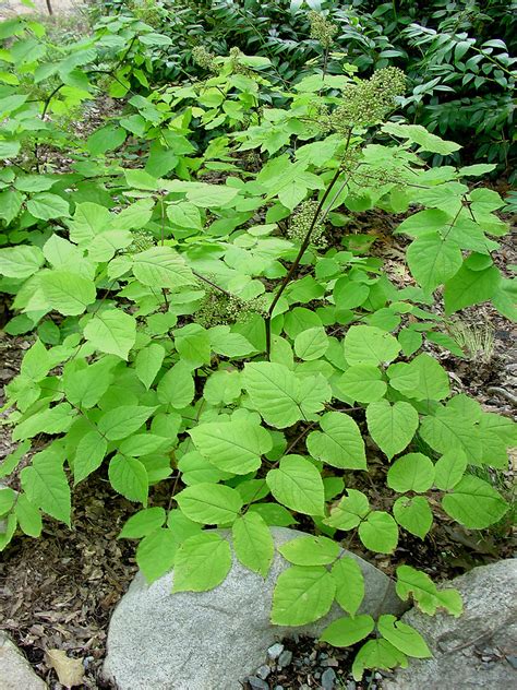 Aralia racemosa (American spikenard): Go Botany