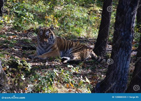 Amur Tiger in Natural Habitat Stock Image - Image of beauty, stripes ...