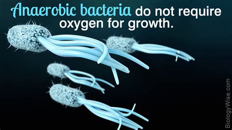 Aerobic Vs. Anaerobic Bacteria - Biology Wise