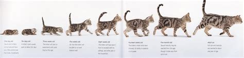 Love Kuching Project @luvkuching - kitten adoption, rescue, TNR: How to age a kitten - visual guide