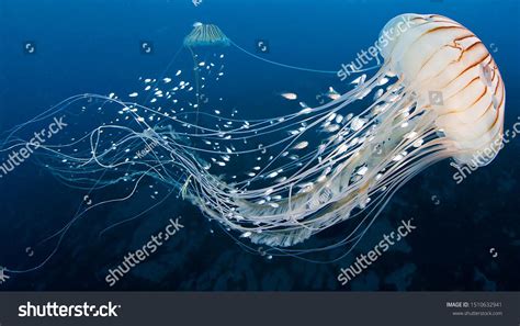 Jellyfish Photos and Images