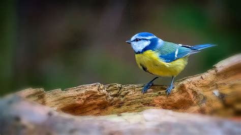 Blue and yellow bird in cage, birds, titmouse HD wallpaper | Wallpaper Flare