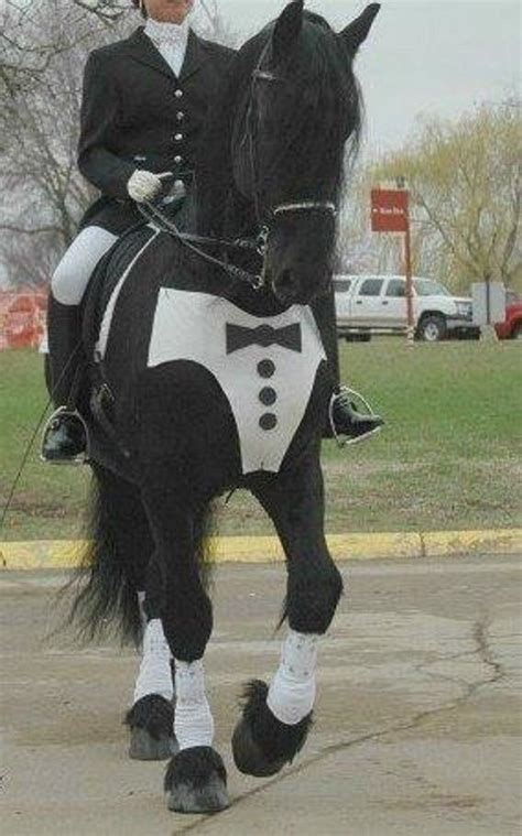 Pin by Kathy Spillane on WHOA 2017: Casino Royale | Horse costumes, Horse halloween costumes ...