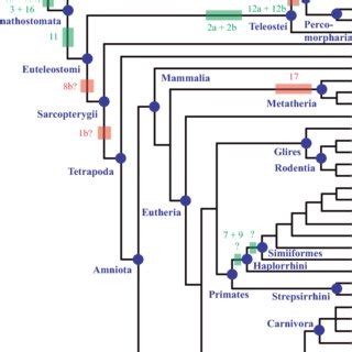 (PDF) Evolution of Prdm Genes in Animals: Insights from Comparative Genomics