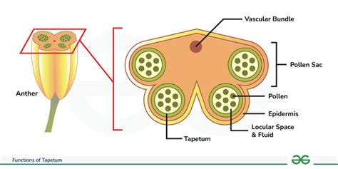 Tapetum - Types & its Function - GeeksforGeeks