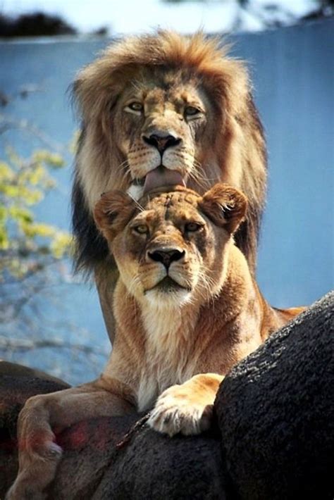 lion and lioness (3) Large Cats, Big Cats, Beautiful Cats, Animals Beautiful, Beautiful Couple ...