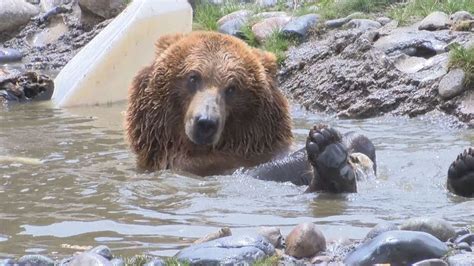 Montana Grizzly Encounter provides home for rescued grizzly bears | KECI