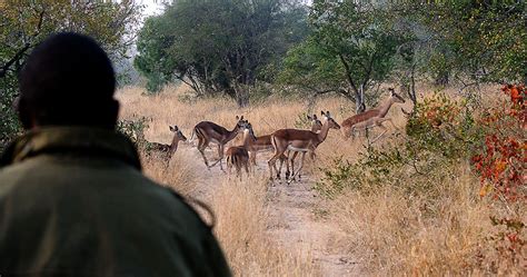 Sabi Sands Game Reserve travel information - South Africa