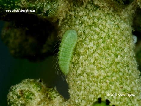 Holly Blue Butterfly and caterpillar (Celastrina argiolus) | Wildlife Insight