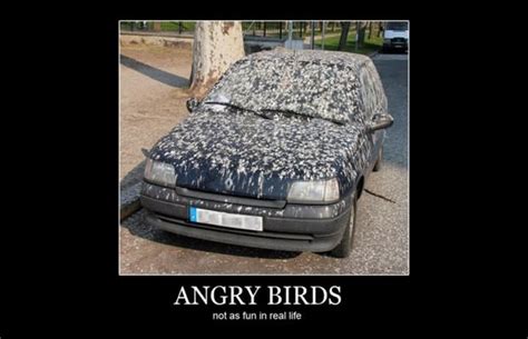 Flock of Seagulls - 25 Hilarious Car Memes | Complex