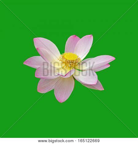 Pink Nuphar Flower, Image & Photo (Free Trial) | Bigstock