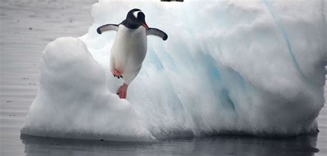Study reveals climate change impact on Antarctic penguins | University of Oxford