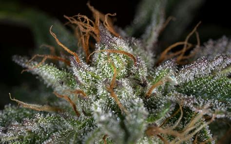 Tips for growing Hindu Kush cannabis | Leafly