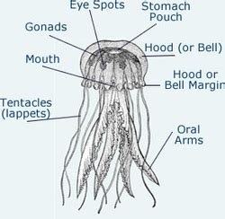 Anatomy - Lion's Mane Jellyfish