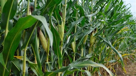 Stronger corn stalks could lead to greater food security | Morning Ag Clips