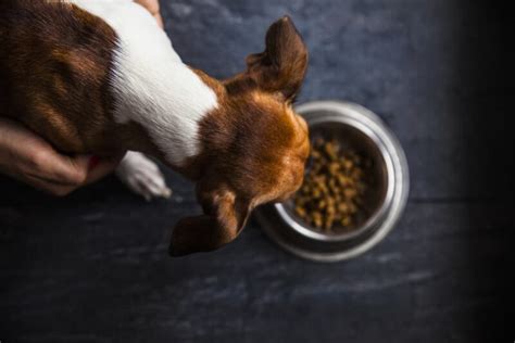 Protein for Dogs: Everything You Need to Know | Great Pet Care