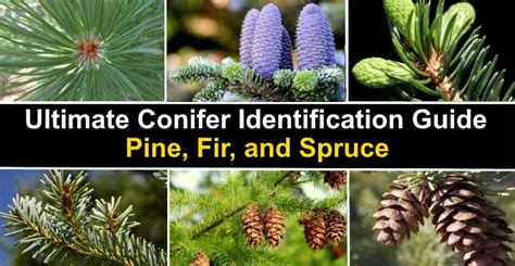 Ultimate Conifer Identification Guide: Pine, Fir, and Spruce (Pictures)