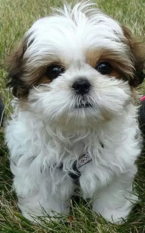 15 Reasons Why You Should Never Own Shih Tzus - The Paws