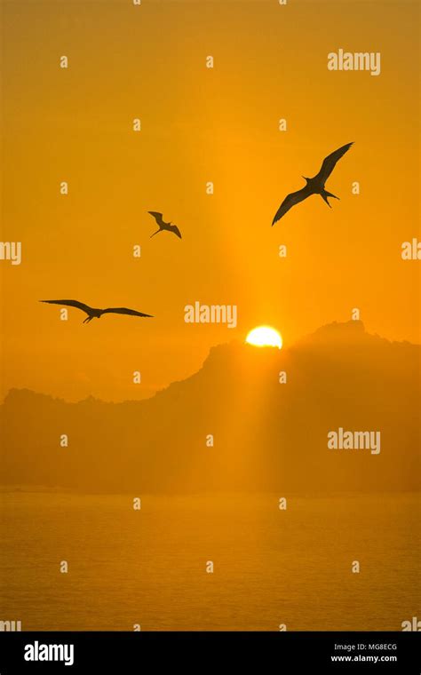 Frigate birds, sunrise at Bartolome Island, Galapagos Islands National ...