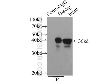 6*His, His-Tag antibody (66005-1-Ig) | Proteintech