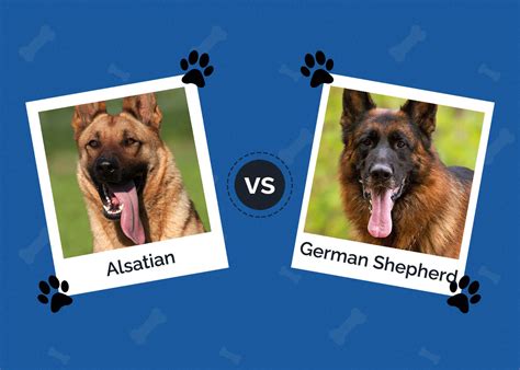 Alsatian vs. German Shepherd Dogs: What's the Difference? | Hepper