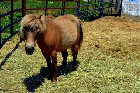 Equine Metabolic Syndrome in Horses - Symptoms, Causes, Diagnosis ...