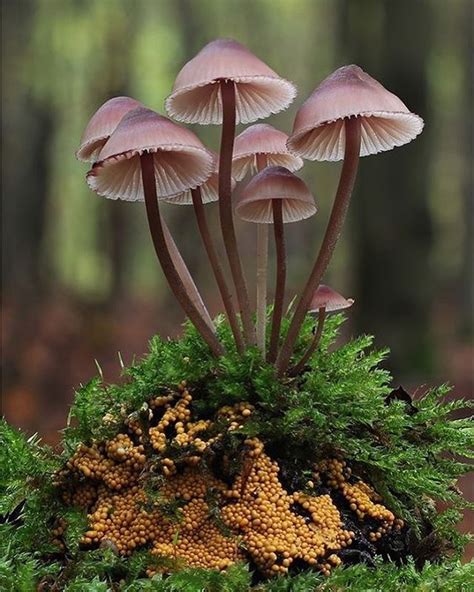 Edible Mushrooms, Wild Mushrooms, Stuffed Mushrooms, Amazing Nature ...