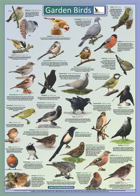 Irish Garden Birds Images Clipart