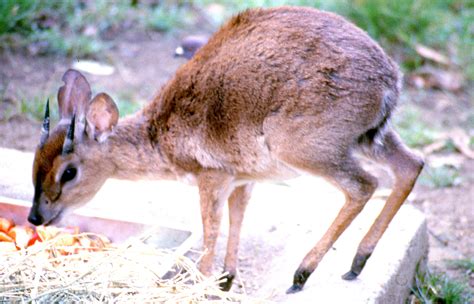 Suni antelope; San Diego; October 1987 - ZooChat