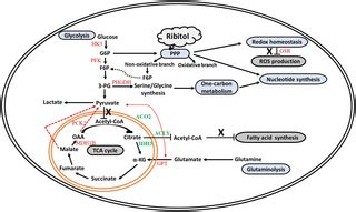 Ribitol alters multiple metabolic pathways of central carbon metabolism ...