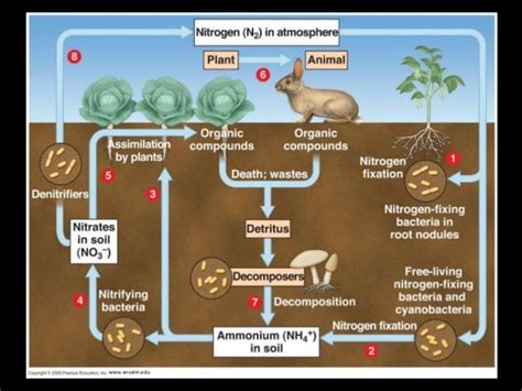 Ecosystem Dynamics