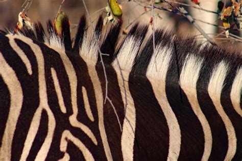 The Mystery of Why Zebras Have Their Stripes Has Baffled Scientists – Now a Dazzling Answer