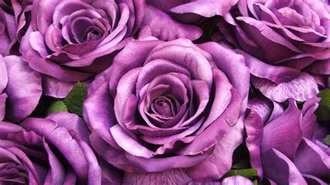 Purple Rose Photos