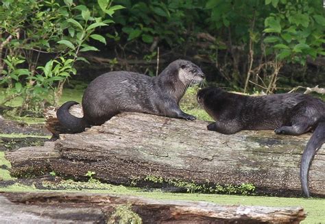 River otters return to Cuyahoga Valley National Park - cleveland.com