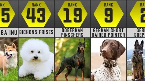 The Most Popular Dog Breed Comparison