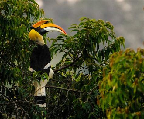 Great hornbill photos | Birds of India | Bird World