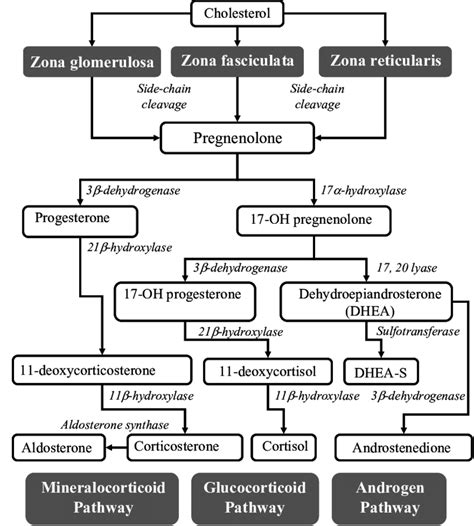 Biosynthesis of Adrenal steroids; major pathways to mineralocorticoids,... | Download Scientific ...