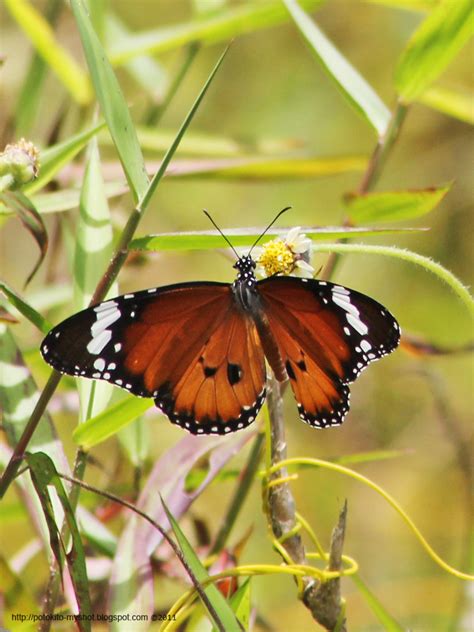 Danaus chrysippus (Plain Tiger Butterfly)