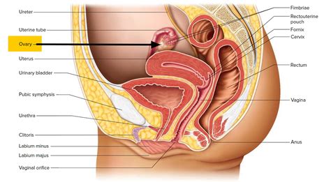 Ovaries - Function, Location, Hormones Produced. What control it?