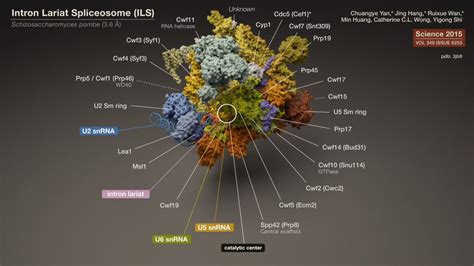 Spliceosome | Natural History Nature Documentary