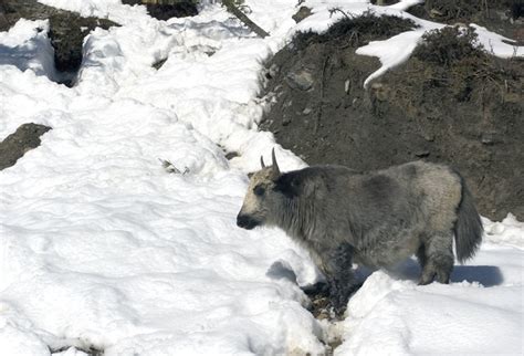 Yak in snow near Braka | Flickr - Photo Sharing!