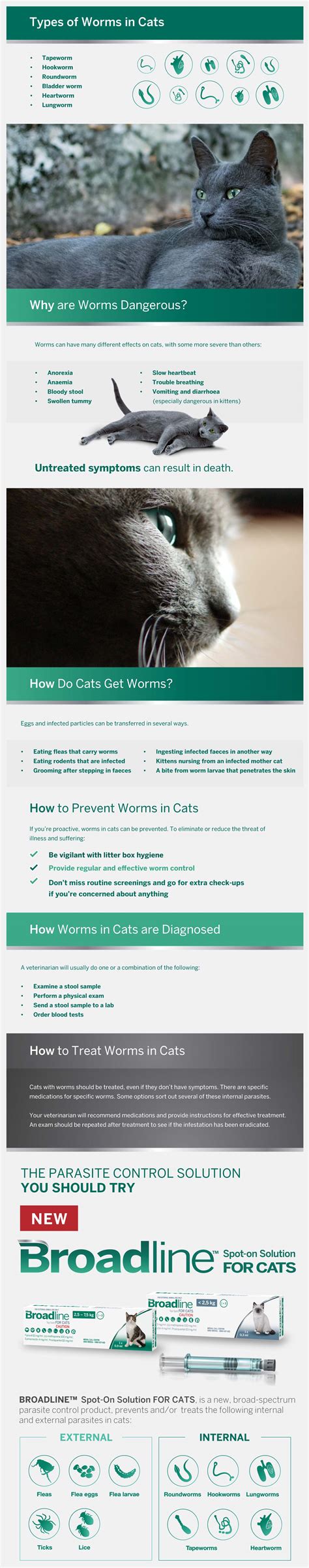 Worms in Cats: Everything You Need to Know - PetlifeSA