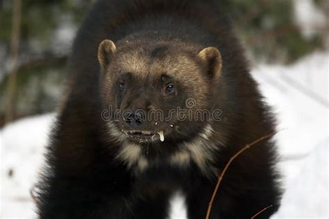 Wolverine Portrait. Showing teeth and looking very angry #Sponsored , #PAID, #Sponsored, # ...