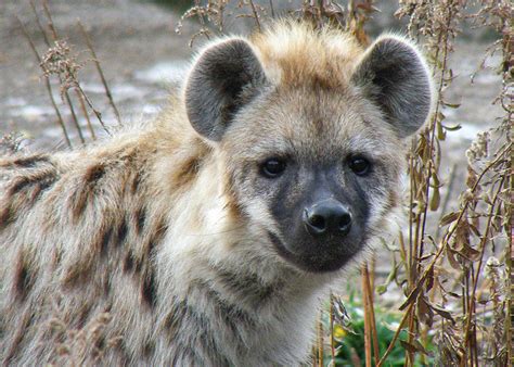 Young Spotted Hyena (Laughing Hyena) - a photo on Flickriver