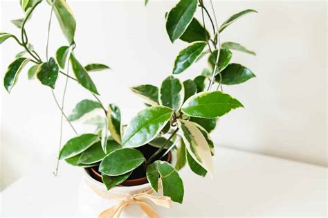 Propagating Hoya: A Comprehensive Guide to Wax Plants - Minneopa Orchards